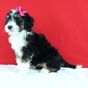Bernedoodle Puppy Wisper