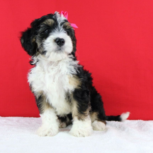 Bernedoodle Puppy Wisper