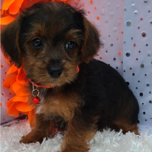 Yorkiepoo Puppy Hemi