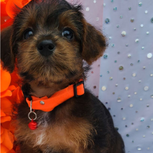 Yorkiepoo Puppy Hemi