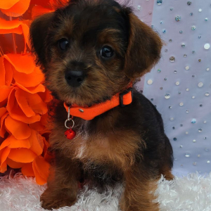 Yorkiepoo Puppy Hemi