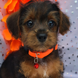 Yorkiepoo Puppy Hemi