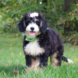 Bernedoodle Puppy Selena