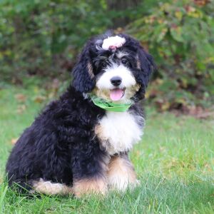Bernedoodle Puppy Selena