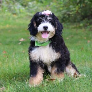 Bernedoodle Puppy Selena