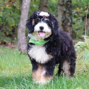 Bernedoodle Puppy Selena