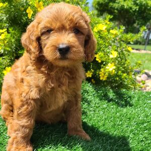 Goldendoodle Puppy Cagney