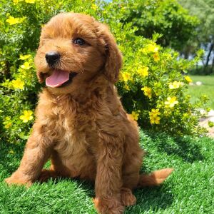 Goldendoodle Puppy Cagney