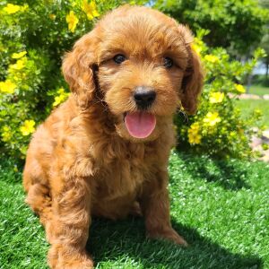 Goldendoodle Puppy Cagney
