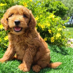 Goldendoodle Puppy Cagney