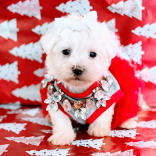 Maltipoo Puppy Coco