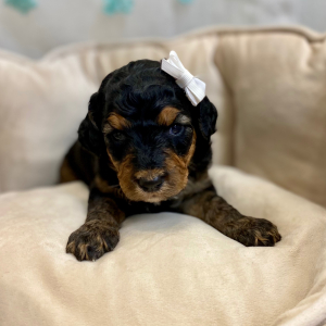 Springerdoodle Puppy Panda