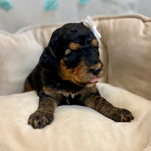 Springerdoodle Puppy Panda