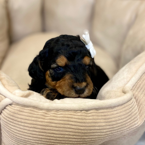 Springerdoodle Puppy Panda