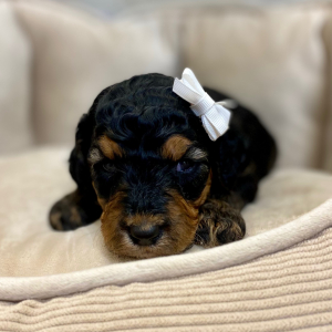 Springerdoodle Puppy Panda