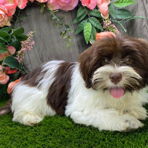 Havanese Puppy Destiny