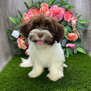 Havanese Puppy Destiny