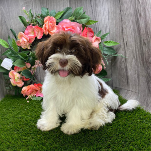 Havanese Puppy Destiny