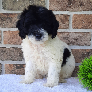 Sheepadoodle Puppy Thurman