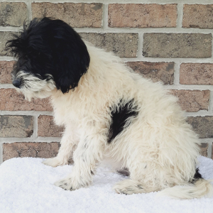 Sheepadoodle Puppy Thurman