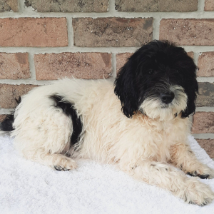 Sheepadoodle Puppy Thurman