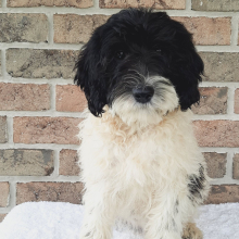Sheepadoodle Puppy Thurman