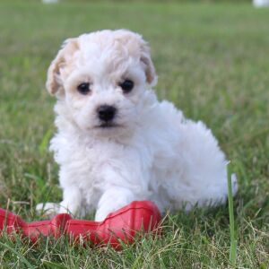 Bichonpoo Puppy Charlie