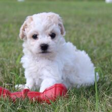 Bichonpoo Puppy Charlie