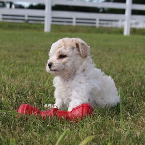 Bichonpoo Puppy Charlie