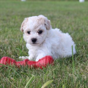 Bichonpoo Puppy Charlie