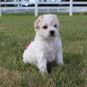 Bichonpoo Puppy Charlie