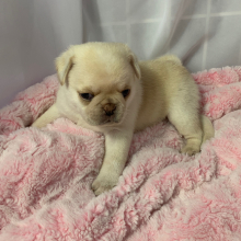 Pug Puppy Ivory