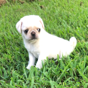 Pug Puppy Ivory