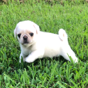 Pug Puppy Ivory
