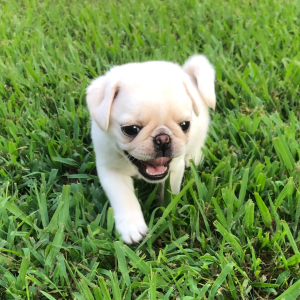 Pug Puppy Ivory