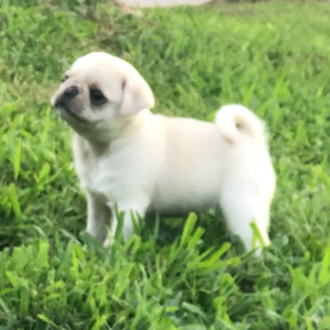Pug Puppy Ivory