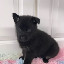 German Shepherd Dog Puppy Laney
