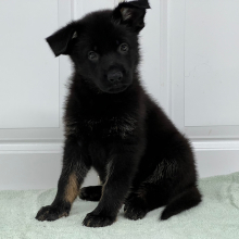 German Shepherd Dog Puppy Laney
