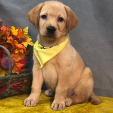 Labrador Retriever Puppy Kreeda