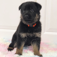 German Shepherd Dog Puppy Lillie