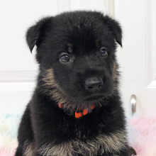 German Shepherd Dog Puppy Lillie