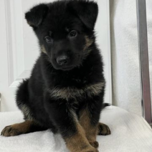 German Shepherd Dog Puppy Lillie
