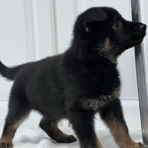 German Shepherd Dog Puppy Lillie