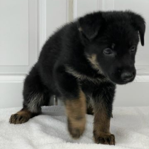 German Shepherd Dog Puppy Lillie