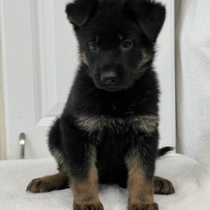 German Shepherd Dog Puppy Lillie
