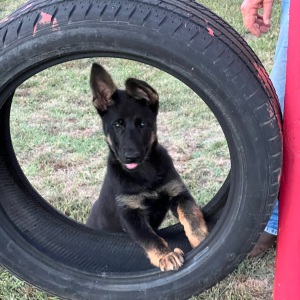 German Shepherd Dog Puppy Lillie