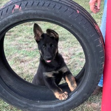 German Shepherd Dog Puppy Lillie