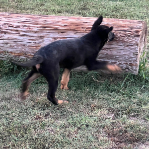 German Shepherd Dog Puppy Lillie