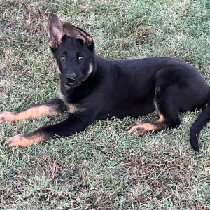 German Shepherd Dog Puppy Lillie