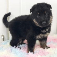 German Shepherd Dog Puppy Prince